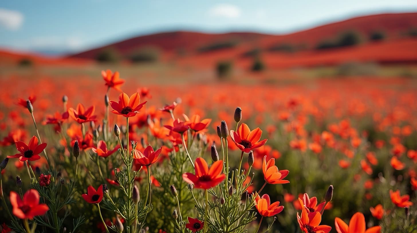Η κοιλάδα Aliasmos, στο Vermeil